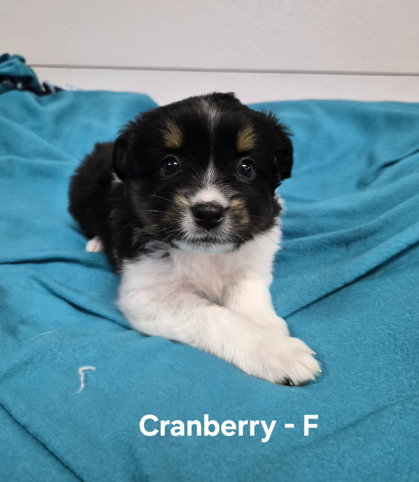Cranberry, photo 4