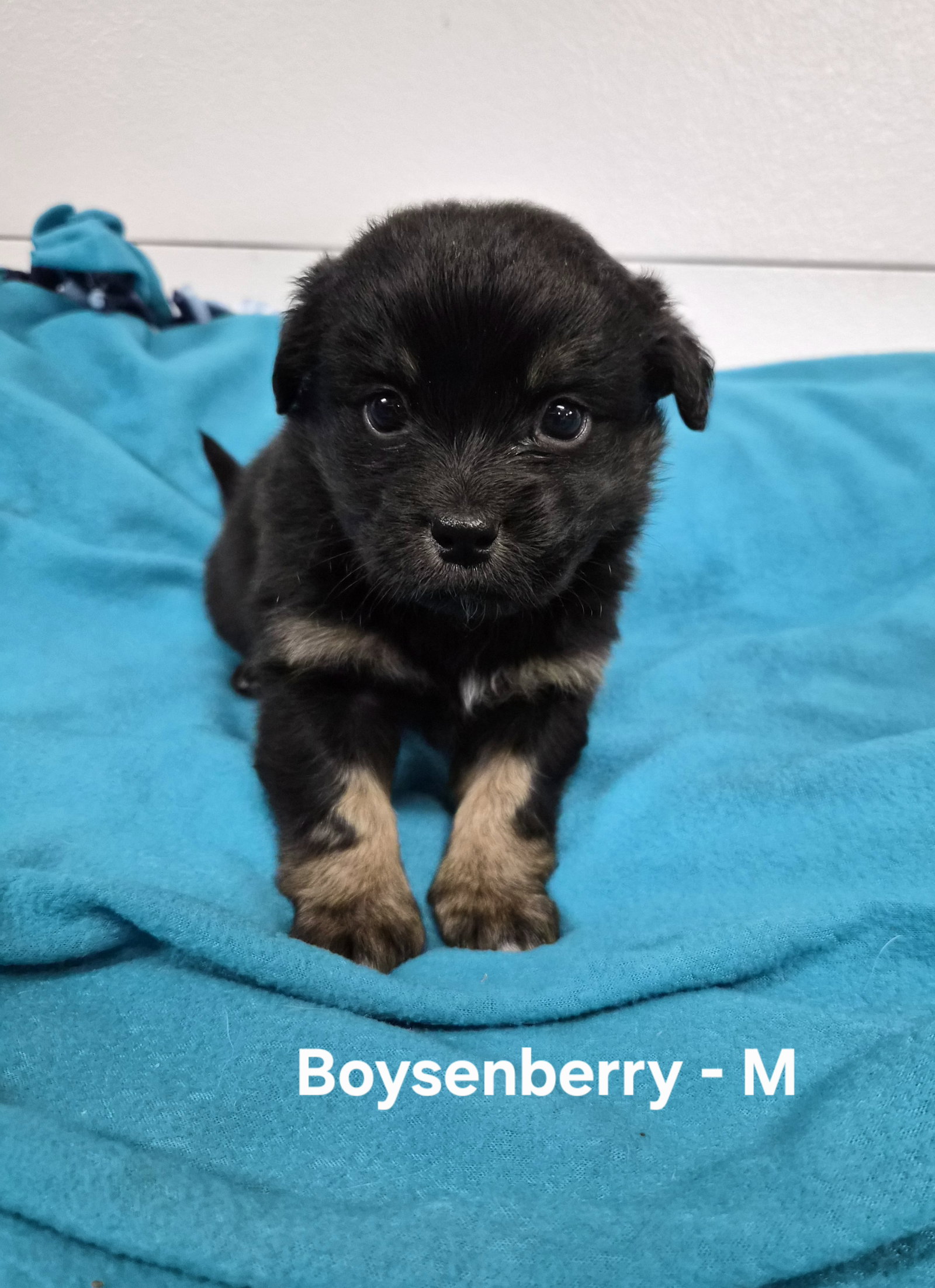 Boysenberry, photo 4