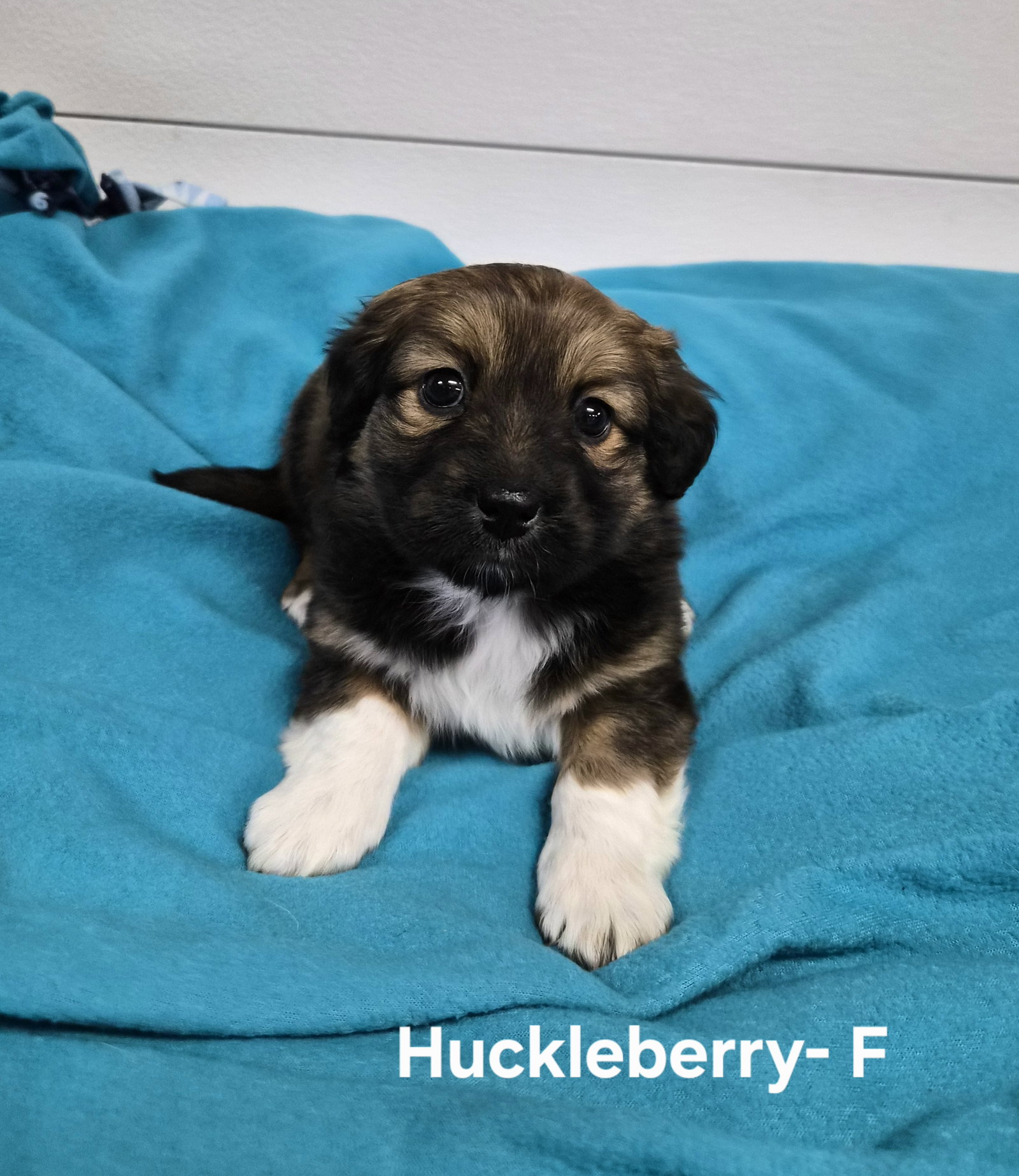Huckleberry, photo 2