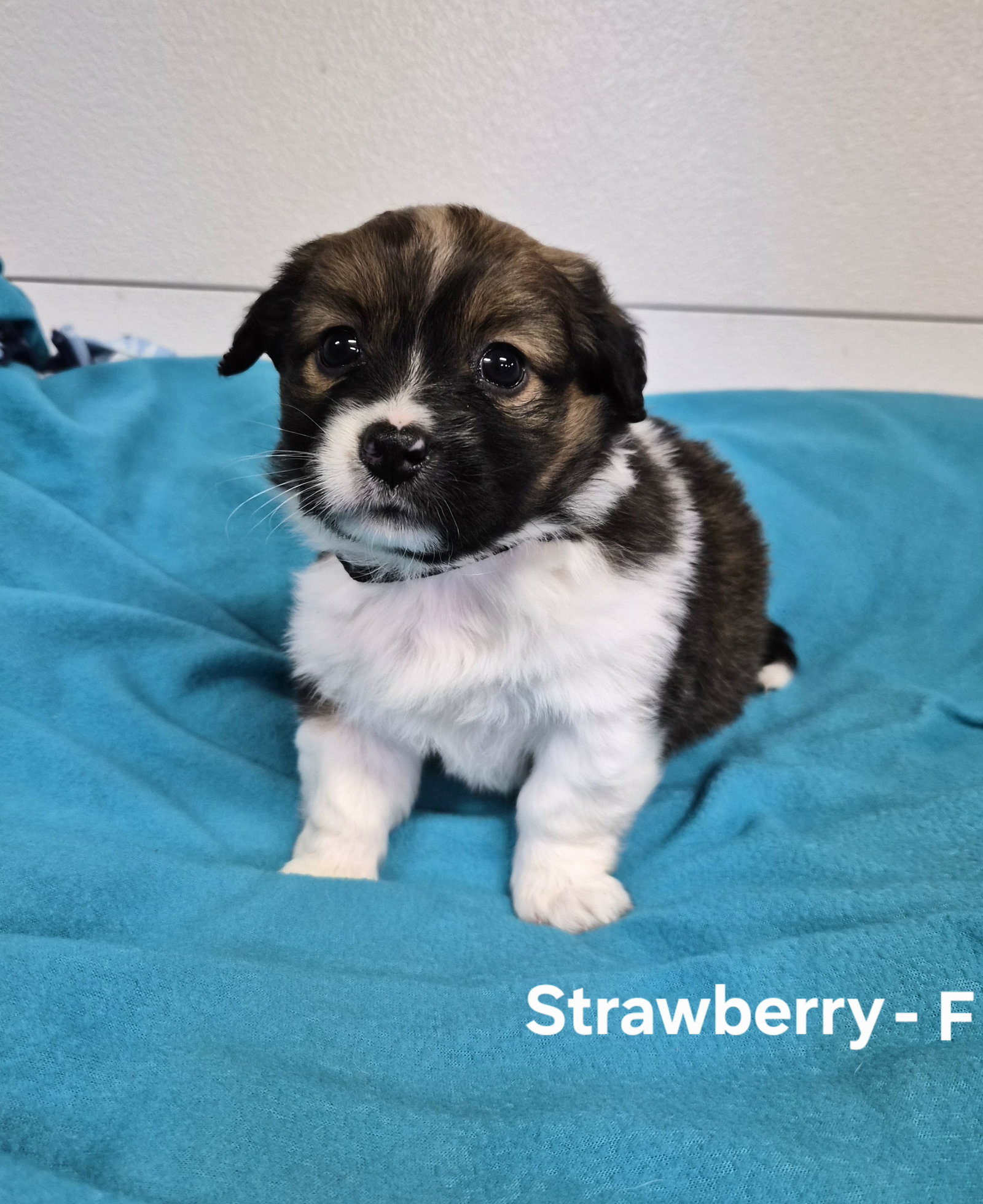 Strawberry, photo 4