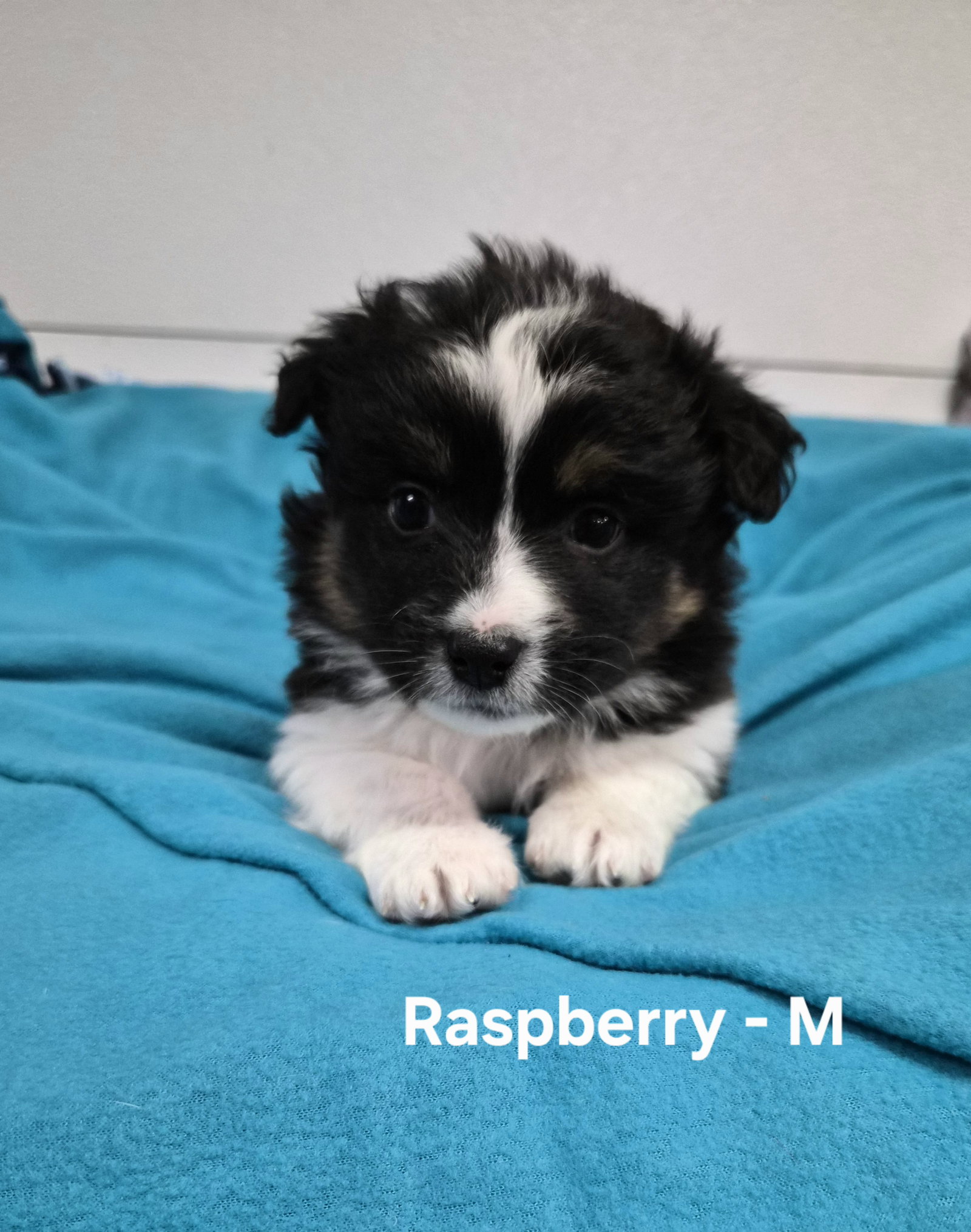 Raspberry