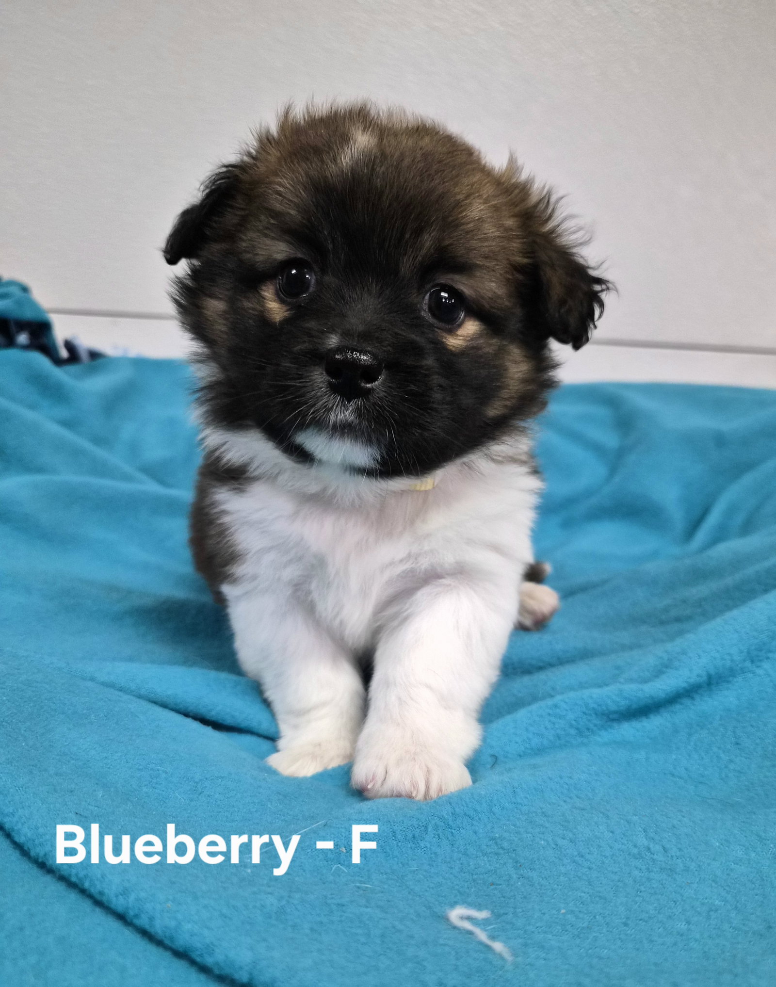 Blueberry, photo 2