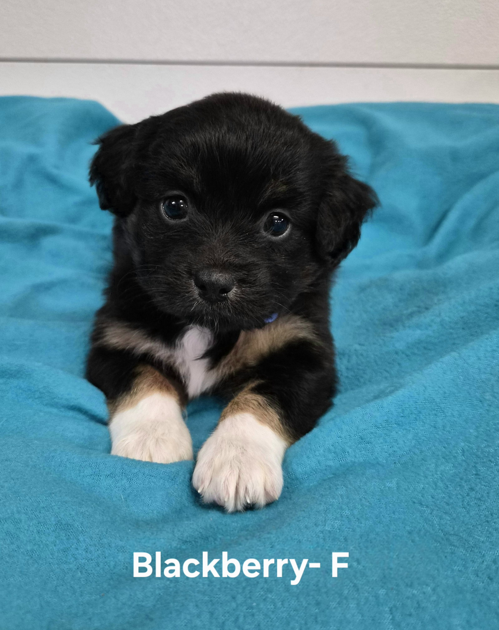 Blackberry