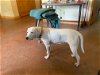 adoptable Dog in murphy, NC named Sugar