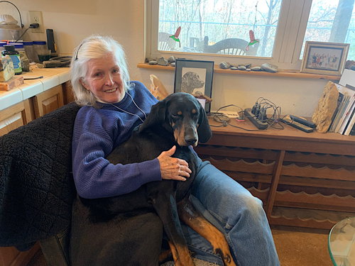 PANCHO - Black and Tan Coonhound available for adoption
