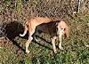 adoptable Dog in murphy, NC named Marshall