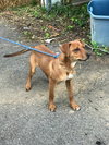 Rusty - Photo 2