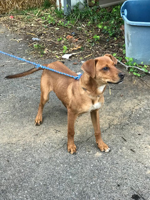 RUSTY - Mountain Cur available for adoption