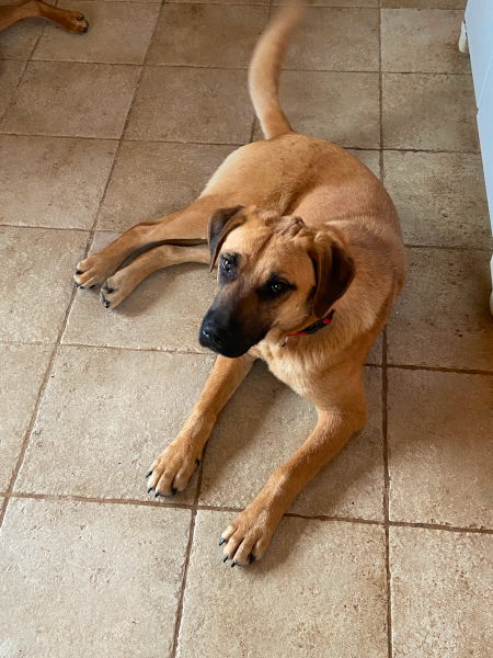 adoptable Dog in Murphy, NC named Pumpkin