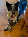 adoptable Dog in murphy, NC named Zoe