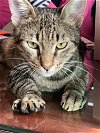adoptable Cat in ct, CT named Amon