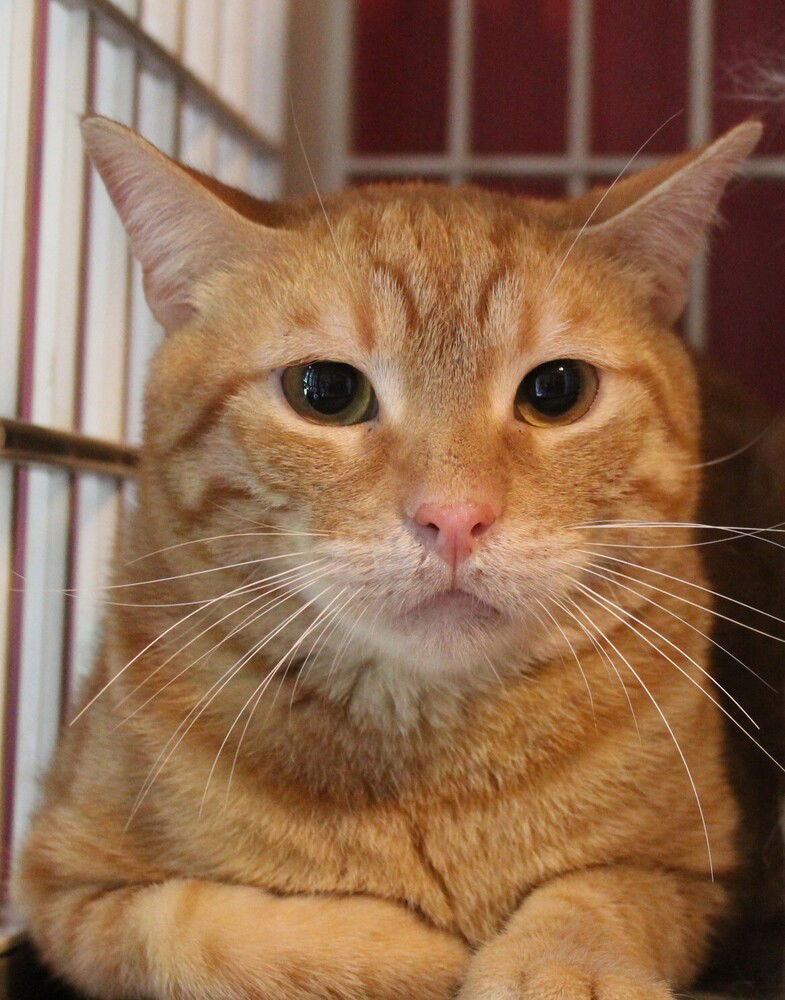 adoptable Cat in Marion, CT named Biso exotic Egyptian Mau