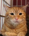 adoptable Cat in , CT named Biso exotic Egyptian Mau