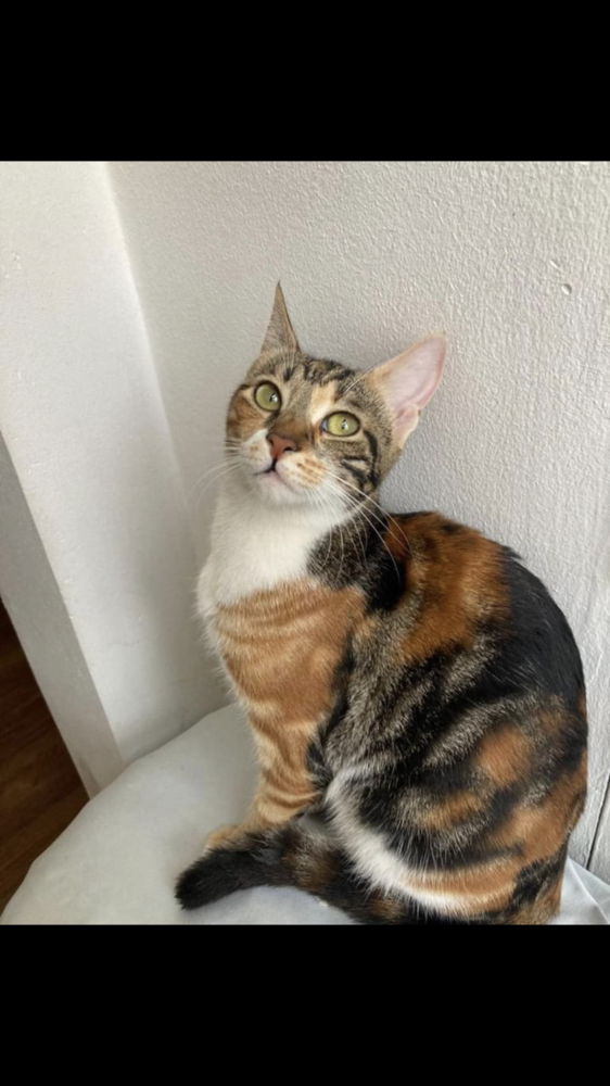 adoptable Cat in Marion, CT named Sokkar