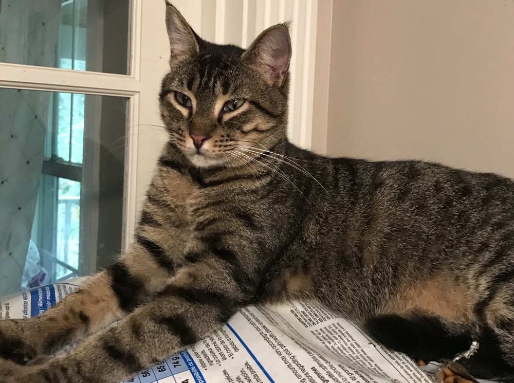 adoptable Cat in Marion, CT named Malik