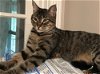 adoptable Cat in , CT named Malik