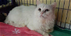 adoptable Cat in , CT named Powder (Deaf)