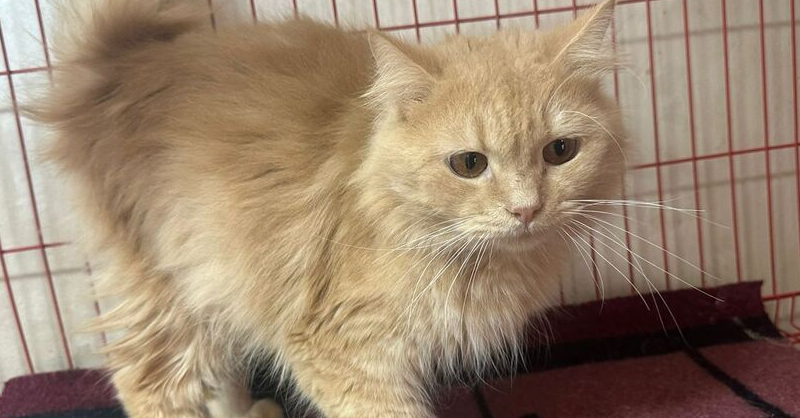 adoptable Cat in Marion, CT named Alex 9 months old