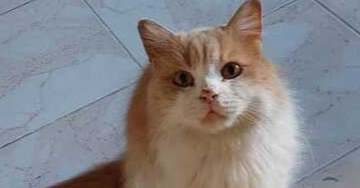 adoptable Cat in Marion, CT named Lemouna