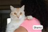 adoptable Cat in , CT named Shams
