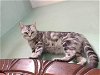 adoptable Cat in , CT named Hathor