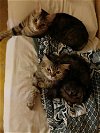 adoptable Cat in marion, CT named Zatona and  Basbosa