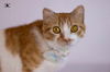 adoptable Cat in , CT named Tiko one year old