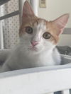 adoptable Cat in , CT named Pumpkin seven months