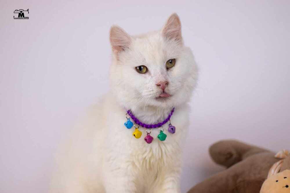 adoptable Cat in Marion, CT named Whitey