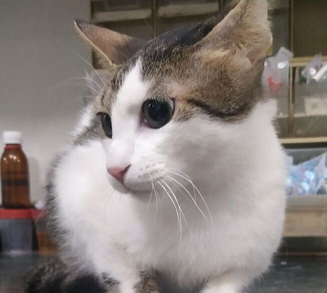 adoptable Cat in Marion, CT named Sweet