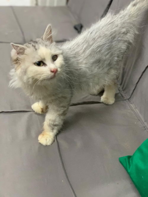 picture of the cat needing adoption