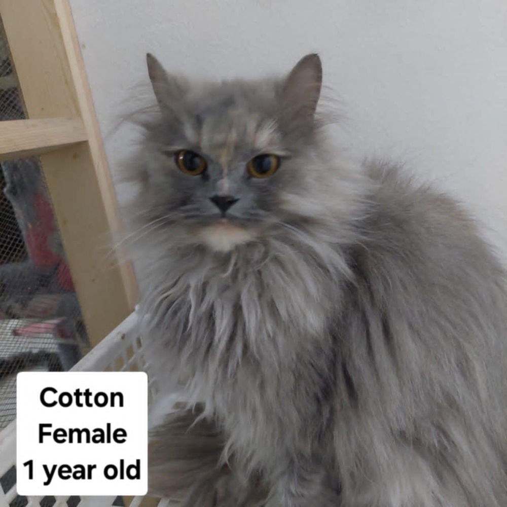 adoptable Cat in Marion, CT named Cotton