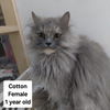 adoptable Cat in  named Cotton