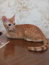 adoptable Cat in , CT named Oscar Egyptian Mau