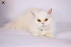 adoptable Cat in  named Lara