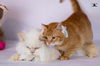 adoptable Cat in marion, CT named Tico and Rico