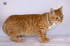 adoptable Cat in  named Pumpkin