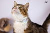 adoptable Cat in marion, CT named Tiger male 2 years