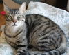 adoptable Cat in , CT named Mickey