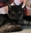 adoptable Cat in  named Shadow