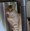 adoptable Cat in , CT named Hathor Rare Egypt Mau