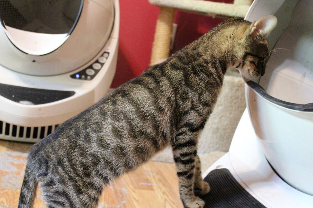 adoptable Cat in Marion, CT named Sokkar