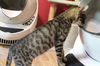 adoptable Cat in marion, CT named Sokkar