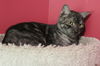 adoptable Cat in marion, CT named Semida