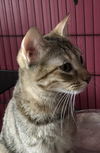 adoptable Cat in marion, CT named Sokkar