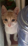 adoptable Cat in , CT named Aharon four months old