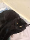 adoptable Cat in  named Mickey and Mika