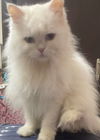 adoptable Cat in  named Loza