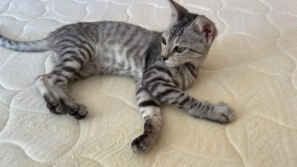 adoptable Cat in Marion, CT named Amira