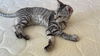 adoptable Cat in  named Amira